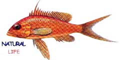 BERBERL.jpg (4669 bytes)