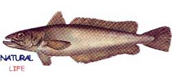 BERLAML.jpg (4748 bytes)