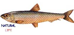 CACAL.jpg (4709 bytes)