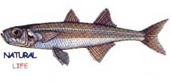 CAMUKAL.jpg (4750 bytes)