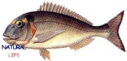 CIPURAL.jpg (5930 bytes)