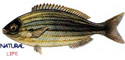 CITARIL.jpg (5831 bytes)