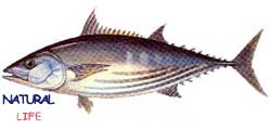 CIZGILIORKL.jpg (4625 bytes)
