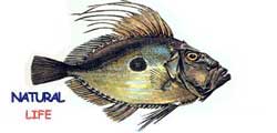 DULGERL.jpg (5294 bytes)