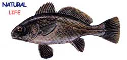 ESKINAL.jpg (5564 bytes)