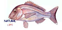 FANGRIMERCANL.jpg (5420 bytes)