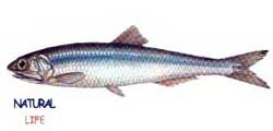 HAMSIL.jpg (3656 bytes)