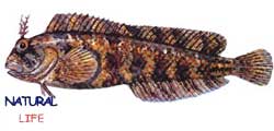 HOROZBINAL.jpg (5966 bytes)