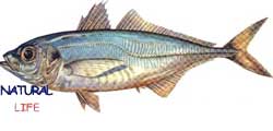 ISTAVRITL.jpg (4882 bytes)