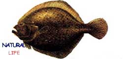 KALKANL.jpg (5025 bytes)