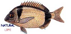 KARAGOZL.jpg (6063 bytes)