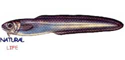 KAYISBALIGIL.jpg (3680 bytes)