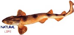 KEDIL.jpg (4450 bytes)