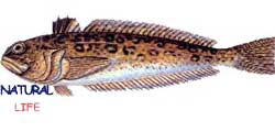 KUMTRAKONYASIL.jpg (5322 bytes)