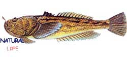 KURBABALIGIL.jpg (5005 bytes)