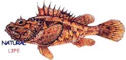 LIPSOSL.jpg (6483 bytes)