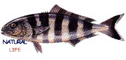 MALTAPALAMUDL.jpg (5080 bytes)