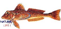 MAZAKL.jpg (5778 bytes)