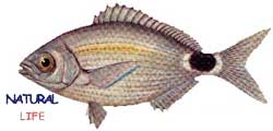 MELANURYAL.jpg (5245 bytes)