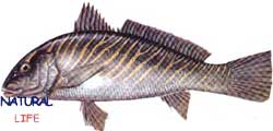 MINEKOPL.jpg (5637 bytes)