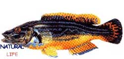 ORDEKLAPINL.jpg (6407 bytes)