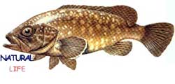 ORFOZL.jpg (5822 bytes)