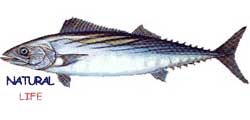 PALAMUTL.jpg (4278 bytes)