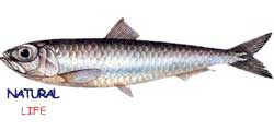 SARDALYAL.jpg (4024 bytes)