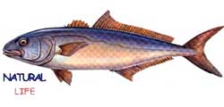 SARIKUYRUKL.jpg (4694 bytes)