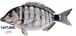 SIVRIBURUNKARAGOZL.jpg (6449 bytes)