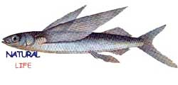 UCANBALIKL.jpg (4244 bytes)