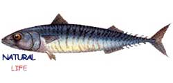 USKUMRUL.jpg (3902 bytes)