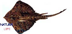 VATOZL.jpg (4833 bytes)