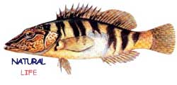 YAZILIHANIL.jpg (5758 bytes)