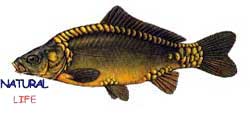AYNALISAZANL.jpg (4984 bytes)