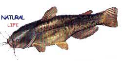 BODUR-YAYL.jpg (5423 bytes)