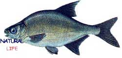 CAPAKL.jpg (5517 bytes)