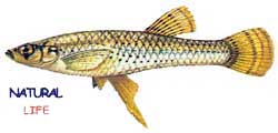 GAMBUSYAL.jpg (5205 bytes)