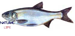 GUMUS-SAZANL.jpg (4309 bytes)