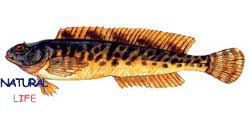 HOROZBINAL.jpg (5092 bytes)
