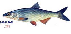 KABABURUNL.jpg (4531 bytes)