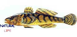 TATLISUKAYABL.jpg (5238 bytes)
